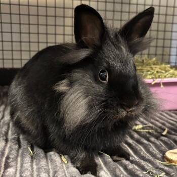 Extra Pickles -  Lionhead Rabbit for Adoption in York, Pennsylvania - Extra Pickles | PetCurious