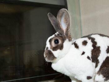 Twix -  Bunny Rabbit Rabbit for Adoption in Longmont, Colorado - Twix | PetCurious