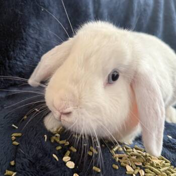 Holland Lop Rabbits Available for Adoption in Saint Charles, Missouri - Hoppers  | PetCurious