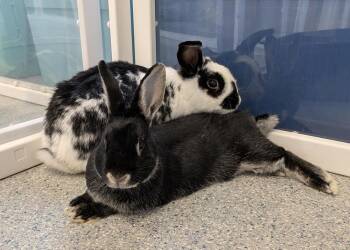 Tiana -  Lop Eared and Bunny Rabbit Rabbit for Adoption in Westford, Massachusetts - Tiana | PetCurious