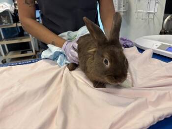 Delaware -  Bunny Rabbit Rabbit for Adoption in New York, New York - Delaware | PetCurious