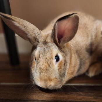Nugget -  Rex Rabbit for Adoption in Reno, Nevada - Nugget | PetCurious