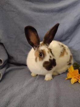 Rescue Rhinelander and American Rabbits for Adoption in Plymouth, Michigan - Rylee | PetCurious