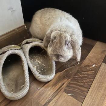 Odie -  Holland Lop Rabbit for Adoption in Kalamazoo, Michigan - Odie | PetCurious