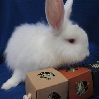 Zucchini -  Angora Rabbit Rabbit for Adoption in Wilmington, Delaware - Zucchini | PetCurious