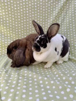 Ira (Bonded to Isla) -  Rex Rabbit for Adoption in Gainesville, Florida - Ira (Bonded To Isla) | PetCurious