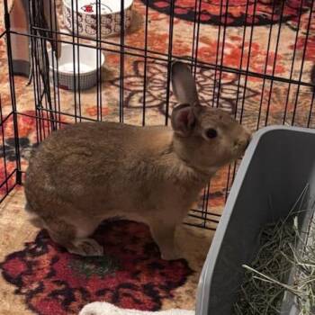 New Zealand Rabbits Available for Adoption in Fargo, North Dakota - Frolic--In Foster***ADOPTION PENDING*** | PetCurious