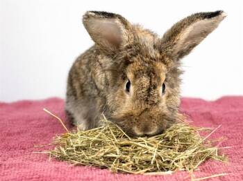 Bunny Rabbit Rabbits Available for Adoption in Fort Lauderdale, Florida - SCARLETT | PetCurious