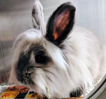 MYLA -  Lionhead Rabbit for Adoption in St. Louis, Missouri - MYLA | PetCurious