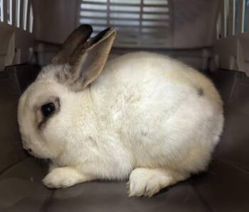 Bunny Rabbit Rabbits Available for Adoption - SUGAR COOKIE | PetCurious
