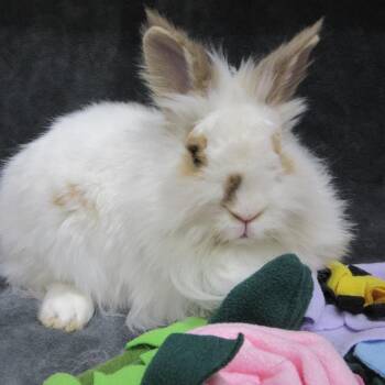 Lionhead Rabbits Available for Adoption in Wilmington, Delaware - Gifty | PetCurious