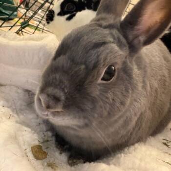 Buns (bonded with Nelly) -  Netherland Dwarf Rabbit for Adoption in Portland, Oregon - Buns (bonded With Nelly) | PetCurious