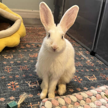 Rescue Bunny Rabbit Rabbits for Adoption in The Woodlands, Texas - Donut | PetCurious