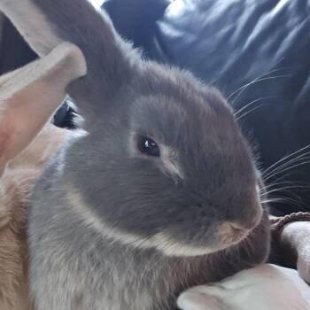 Kimchi -  Holland Lop and New Zealand Rabbit for Adoption in Foley, Alabama - Kimchi | PetCurious
