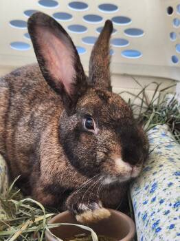 Bruno -  American Rabbit for Adoption in Midlothian, Virginia - Bruno | PetCurious