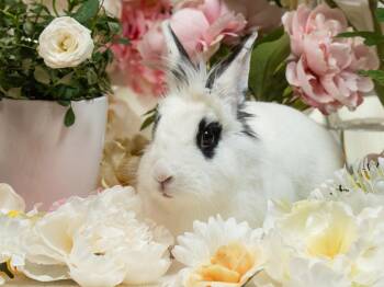 English Spot and Lionhead Rabbits Available for Adoption in Antioch, California - Dottie | PetCurious