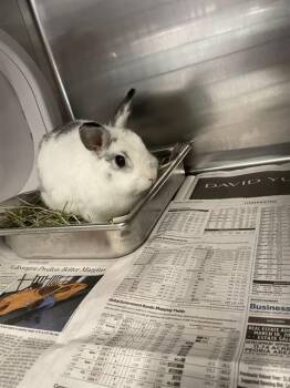 American Rabbits Available for Adoption - OREO | PetCurious