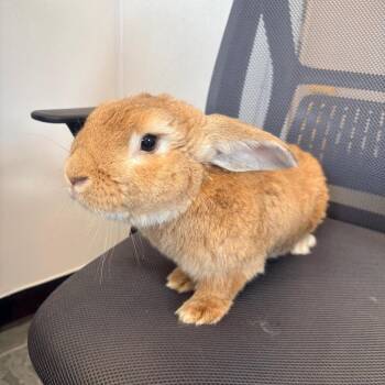 American Rabbits Available for Adoption - Sweet Potato | PetCurious
