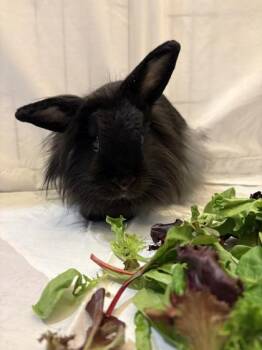 Joan -  Lionhead and Bunny Rabbit Rabbit Available for Adoption in Quakertown, Pennsylvania - Joan | PetCurious