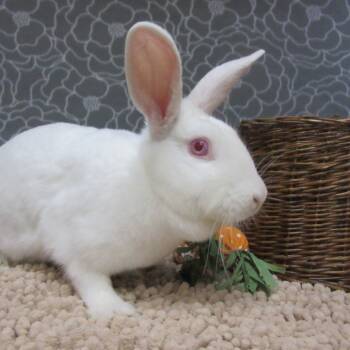 Rescue New Zealand Rabbits for Adoption in Wilmington, Delaware - Nibbles | PetCurious