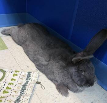 Bleu -  Flemish Giant Rabbit for Adoption in Sioux City, Iowa - Bleu | PetCurious
