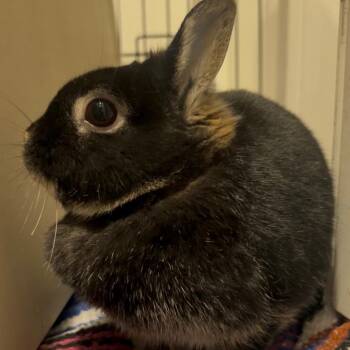 Netherland Dwarf Rabbits Available for Adoption - Popsicle | PetCurious