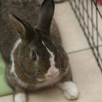 Rescue Dutch and Netherland Dwarf Rabbits for Adoption in Miami, Florida - Bunilla Ice | PetCurious