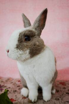 Peter Rabbit -  Dutch Rabbit for Adoption in Long Beach, California - Peter Rabbit | PetCurious
