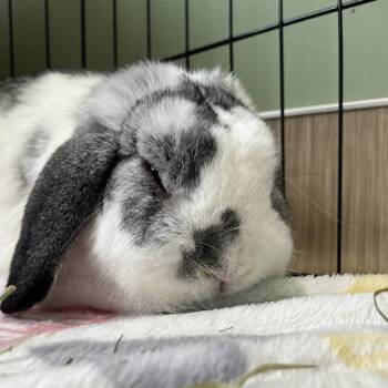 Buster -  Holland Lop Rabbit for Adoption in Bedford, New Hampshire - Buster | PetCurious