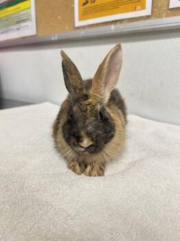 SNICKERS -  Bunny Rabbit Rabbit for Adoption in Camarillo, California - SNICKERS | PetCurious
