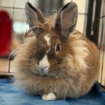 Rescue Lionhead Rabbits for Adoption in Kanab, Utah - Norman | PetCurious