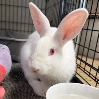 Florida White Rabbits Available for Adoption in Kennesaw, Georgia - Kermit | PetCurious