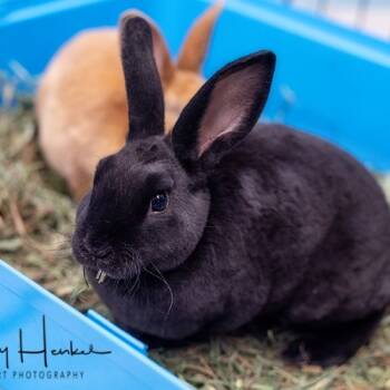 Rescue Mini Rex Rabbits for Adoption in Brockton, Massachusetts - Brownie | PetCurious