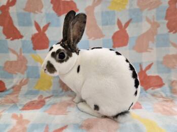 Cinnabun -  Mini Rex Rabbit for Adoption in Deerfield, Wisconsin - Cinnabun | PetCurious