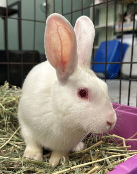 Rescue American Rabbits for Adoption in Oakland, California - Mooncake | PetCurious