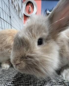 Paste and Copy -  Lionhead Rabbit for Adoption in Houston, Texas - Paste And Copy | PetCurious