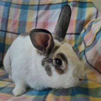 American and English Spot Rabbits Available for Adoption in Evansville, Indiana - Arlo | PetCurious
