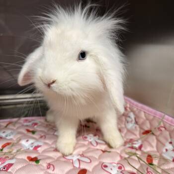 Bo Peep -  Holland Lop and Lionhead Rabbit for Adoption in North Little Rock, Arkansas - Bo Peep | PetCurious