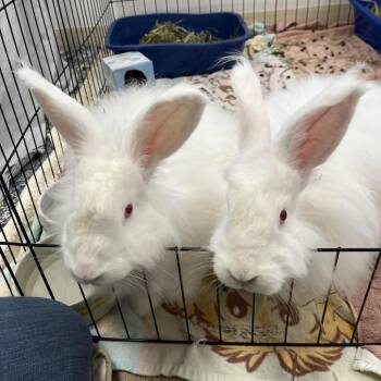 Angora Rabbit Rabbits Available for Adoption in Bedford, New Hampshire - Dixie | PetCurious