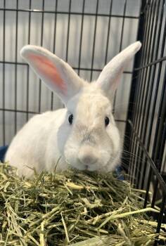 Florida White Rabbits Available for Adoption in Philadelphia, Pennsylvania - Cloudberry | PetCurious