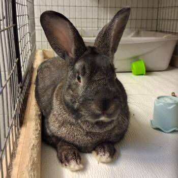 Beveren Rabbits Available for Adoption - Braverman | PetCurious