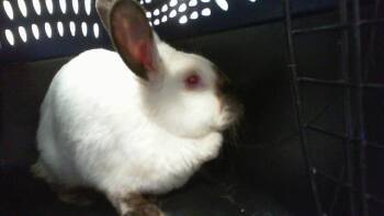 Bunny Rabbit Rabbits Available for Adoption - A1260966 | PetCurious