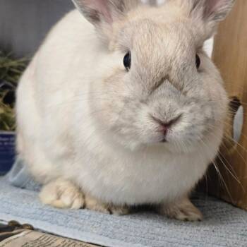 Bunny Rabbit Rabbits Available for Adoption in Pittsburgh, Pennsylvania - Gundy | PetCurious