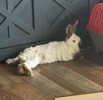 Ross -  Californian Rabbit for Adoption in Kalamazoo, Michigan - Ross | PetCurious