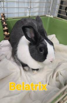 Belatrix -  American Rabbit for Adoption in Pottsville, Pennsylvania - Belatrix | PetCurious