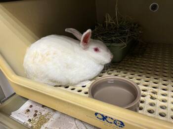 Californian Rabbits Available for Adoption - Gracie | PetCurious