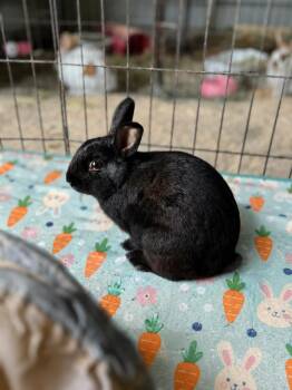 Bailey -  American Rabbit for Adoption in Bishopville, South Carolina - Bailey | PetCurious