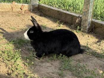 Bunny Rabbit and Dutch Rabbits Available for Adoption in Kalamazoo, Michigan - Heaven | PetCurious