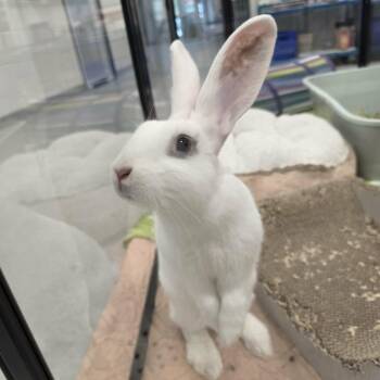 Clover -  Flemish Giant and American Rabbit for Adoption in Hampton Bays, New York - Clover | PetCurious