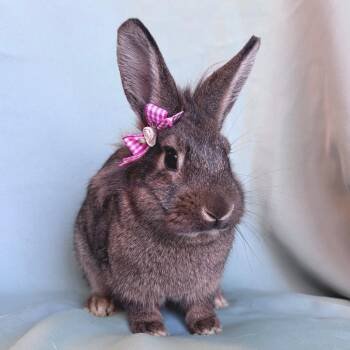 Lionhead Rabbits Available for Adoption in Columbia, Maryland - Ethel | PetCurious